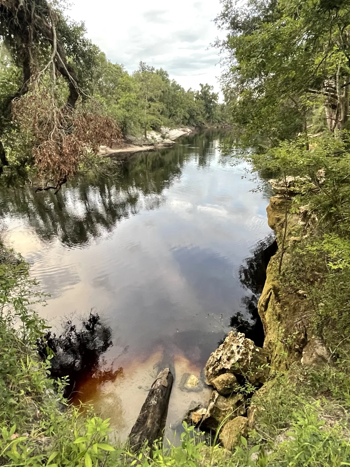 Calm Suwannee River water beside limestone banks forest and white sand near Live Oak Florida