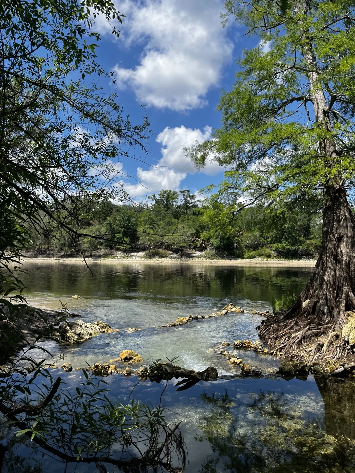 Clear spring water meeting the Suwannee River at Branford Boat Ramp and Spring
